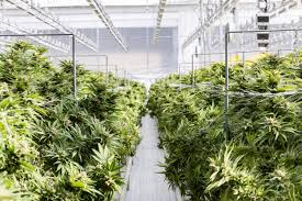 Attēlu rezultāti vaicājumam “Cannabis sativa leaf”