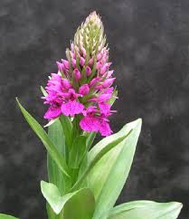 Attēlu rezultāti vaicājumam “Dactylorhiza”