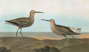 Image result for Calidris himantopus