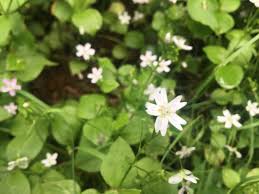 Attēlu rezultāti vaicājumam “Claytonia sibirica flower”