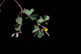 Attēlu rezultāti vaicājumam “Oxalis corniculata fruit”