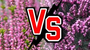 Attēlu rezultāti vaicājumam “Calluna vulgaris fruit”