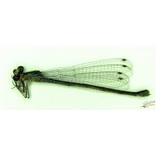 Attēlu rezultāti vaicājumam “Enallagma cyathigerum”