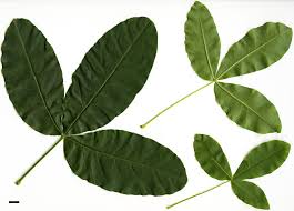 Attēlu rezultāti vaicājumam “Thesium alpinum leaf”