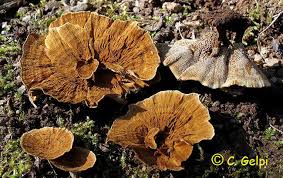 Attēlu rezultāti vaicājumam “Coltricia perennis”