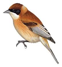 Image result for Remiz pendulinus