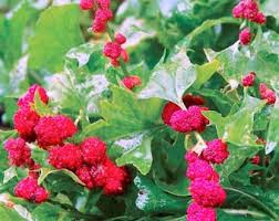 Attēlu rezultāti vaicājumam “Chenopodium foliosum fruit”