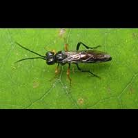 Attēlu rezultāti vaicājumam “Tenthredo mandibularis”