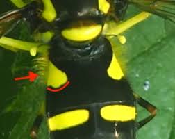 Attēlu rezultāti vaicājumam “Xanthogramma sp.”