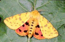 Attēlu rezultāti vaicājumam “Rhyparia purpurata”