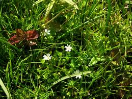 Attēlu rezultāti vaicājumam “Stellaria crassifolia”