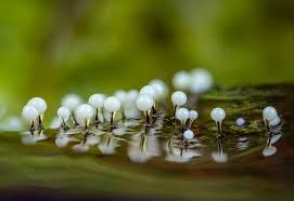 Attēlu rezultāti vaicājumam “Lamproderma violaceum”