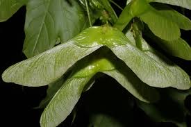 Attēlu rezultāti vaicājumam “Acer platanoides fruit”