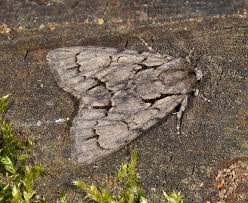 Attēlu rezultāti vaicājumam “Acronicta cuspis”