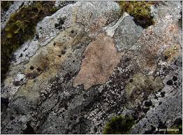 Attēlu rezultāti vaicājumam “Trapelia coarctata”