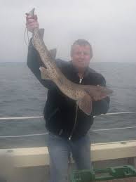 Image result for Scyliorhinus stellaris