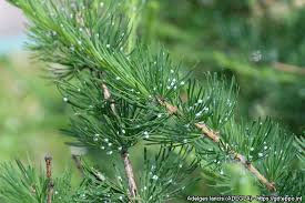 Attēlu rezultāti vaicājumam “Adelges laricis”