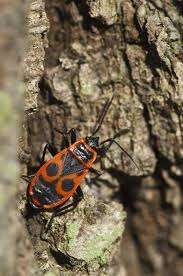 Attēlu rezultāti vaicājumam “Pyrrhocoris apterus”