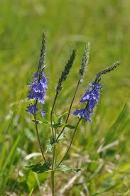 Image result for Veronica teucrium