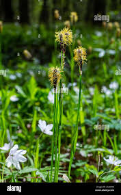 Attēlu rezultāti vaicājumam “Carex pilosa”