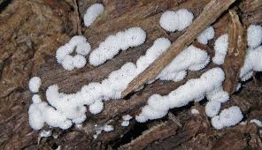 Attēlu rezultāti vaicājumam “Ceratiomyxa porioides spores”