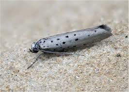 Attēlu rezultāti vaicājumam “Yponomeuta evonymella imago”