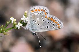 Attēlu rezultāti vaicājumam “Aricia artaxerxes”