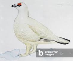 Attēlu rezultāti vaicājumam “Lagopus lagopus male”