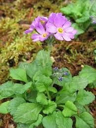 Attēlu rezultāti vaicājumam “Primula farinosa leaf”