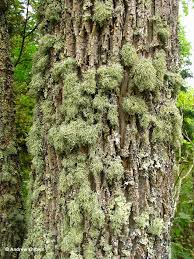 Attēlu rezultāti vaicājumam “Ramalina pollinaria”