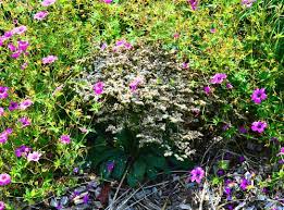 Attēlu rezultāti vaicājumam “Conioselinum tataricum”