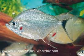 Image result for Prestatyn Piranhas