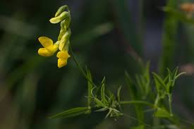 Attēlu rezultāti vaicājumam “Lathyrus pratensis leaf”