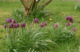 Attēlu rezultāti vaicājumam “Meleagris”