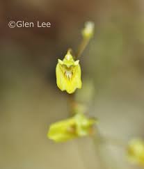 Attēlu rezultāti vaicājumam “Utricularia minor flower”