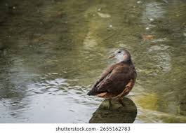 Attēlu rezultāti vaicājumam “Gallinula chloropus juvenile”