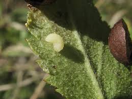 Attēlu rezultāti vaicājumam “Diplolepis eglanteriae”