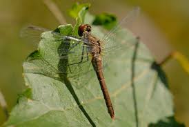 Attēlu rezultāti vaicājumam “Sympetrum sanguineum female”