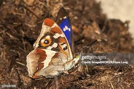 Attēlu rezultāti vaicājumam “Apatura iris male”