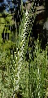 Image result for Secale cereale