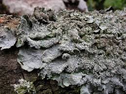 Attēlu rezultāti vaicājumam “Punctelia subrudecta”