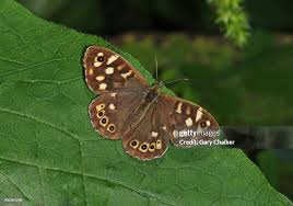 Attēlu rezultāti vaicājumam “Pararge aegeria”