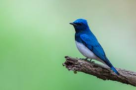 Attēlu rezultāti vaicājumam “Cuculus canorus adult”