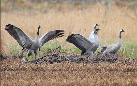 Attēlu rezultāti vaicājumam “Grus grus adult”