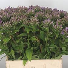 Attēlu rezultāti vaicājumam “Campanula glomerata bud”