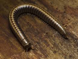 Attēlu rezultāti vaicājumam “Ommatoiulus sabulosus”