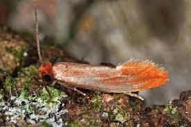 Attēlu rezultāti vaicājumam “Scardia boletella pupa”