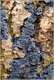 Attēlu rezultāti vaicājumam “Cribraria rubiginosa”