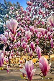 Attēlu rezultāti vaicājumam “Magnolia”