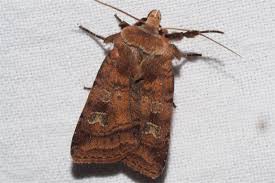 Attēlu rezultāti vaicājumam “Diarsia florida”